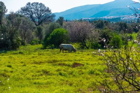 DATCA, MUGLA, TURKEY: Spring landscape with a view of the flowering almond tr Stock Photos