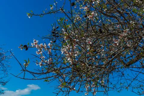 DATCA, TURKEY: Nuts and white almond tree flowers during the flowering period Stock Photos