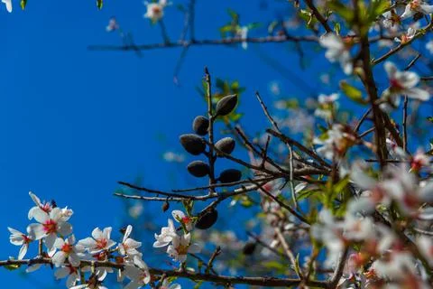 DATCA, TURKEY: Nuts and white almond tree flowers during the flowering period Stock Photos