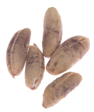 Date bones Stock Photos