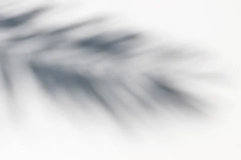 Date, coconut palm leaf shadow silhouette on white ground background. Dark Fotos de archivo