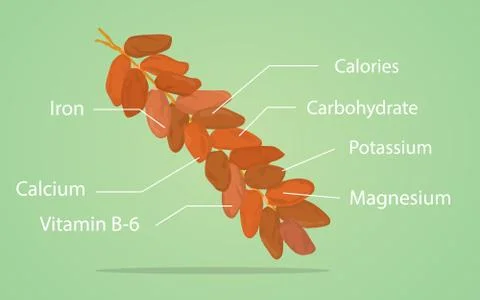 Date dates palm nutrition nutrient vitamin sugar vector graphic Stock Illustration