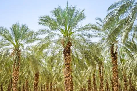 Date figs palm forest or plantation orchard Stock Photos