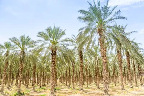 Date figs palms orchard in middle east desert Stock Photos