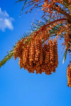 Date Fruit Clusters Hanging on Palm Tree Stock Photos