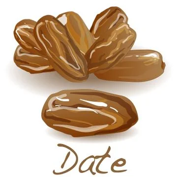 Date fruit dry. Vector illustration Stock Illustration
