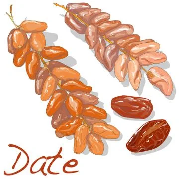 Date fruit dry. Vector illustration Stock Illustration