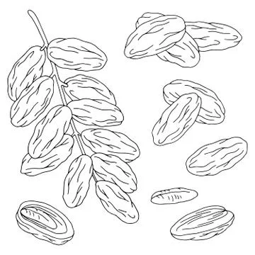Date fruit graphic set black white isolated sketch illustration vector Stock Illustration