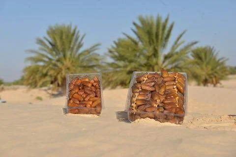 Date Fruit Packaging in Desert Oasis 库存照片