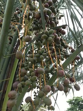 The date fruit Stock Photos