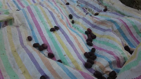 Date fruits falling in a spot on a sack from the top of the tree 動画素材 159578068