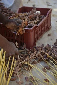 Date Harvest Worker Sorting Dates Photos