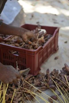 Date Harvest Worker Sorting Dates Foto stock