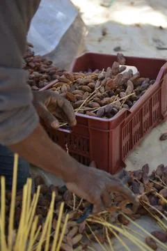 Date Harvest Worker Sorting Dates 스톡 사진