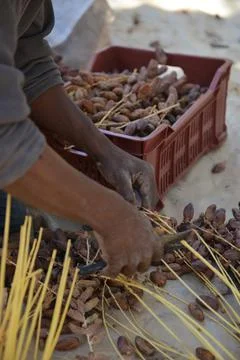 Date Harvest Worker Sorting Dates Stock Photos