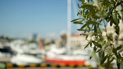 Date leaves on a blurred background. seaport with white masts of yachts and Stock Footage 107941626