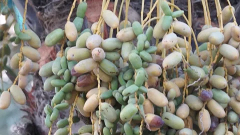 Date palm 03 Stock Footage 260039972