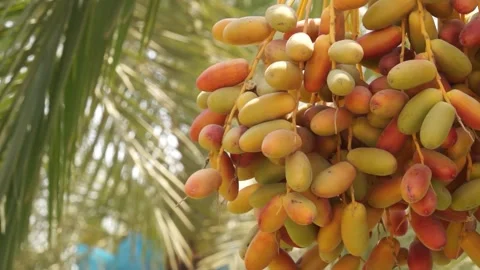 Date palm 09 Stock Footage 260045528