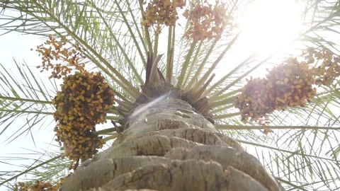 Date palm 10 Stock Footage 260040457