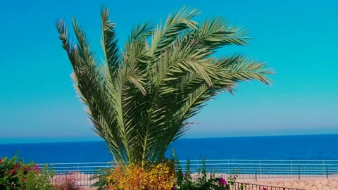 Date palm on a background of blue sea. Green yellow dates grow on a palm tree Stock Footage 130726830