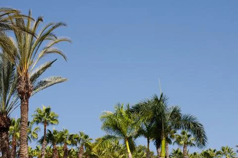 Date palm on the background of clear blue sky, the concept of summer, the bac Stock Photos
