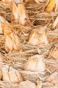 Date palm bark Stock Photos