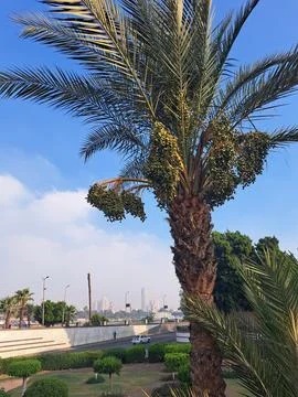 Date Palm With a Beautiful View Stock Photos