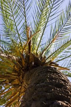Date palm bottom view. Blue sky. Stock Photos