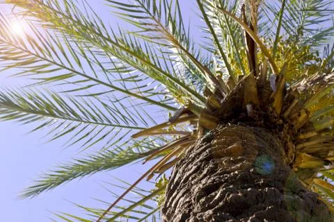 Date palm bottom view. Blue sky. Stock Photos