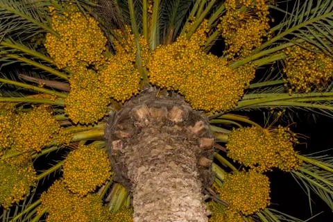 Date palm branches with ripe dates. Northern israel. Stock Photos