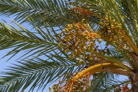 Date palm closeup Stock Photos