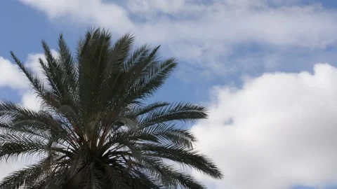 Date palm crown on the background of floating clouds Видео 147948236