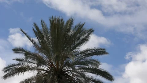 Date palm crown on the background of floating clouds Stockbeeldmateriaal 147948245