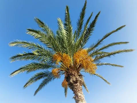 Date palm crown on a background of the sky. Stock Photos
