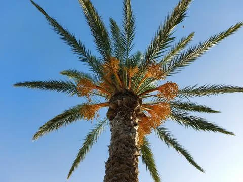 Date palm crown on a background of the sky. Stock Photos