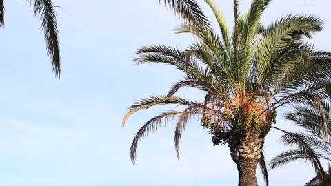 Date palm with dates against the sky Stock Footage 287124628