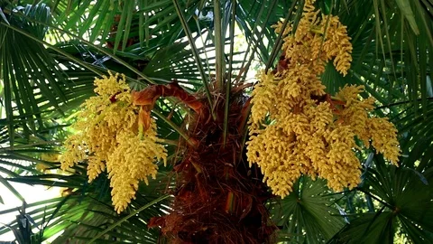 Date palm flowers Stock Footage 120287575