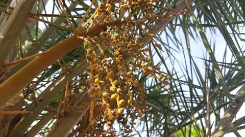 Date palm flowers on tree. Stock Footage 151949340