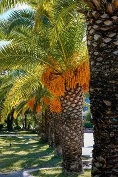 Date Palm with Hanging Fruit Clusters Stock Photos