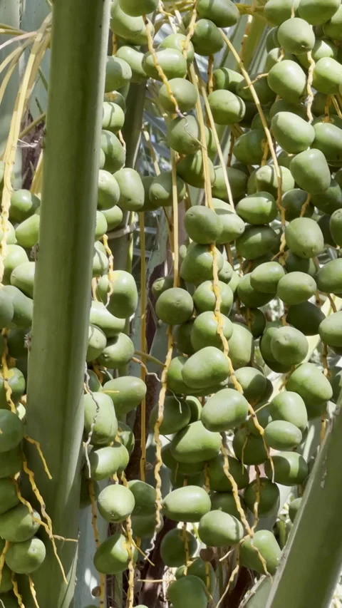 Date Palm Harvest with Green Clusters and Ripening Fruit Vídeo Stock 326465787