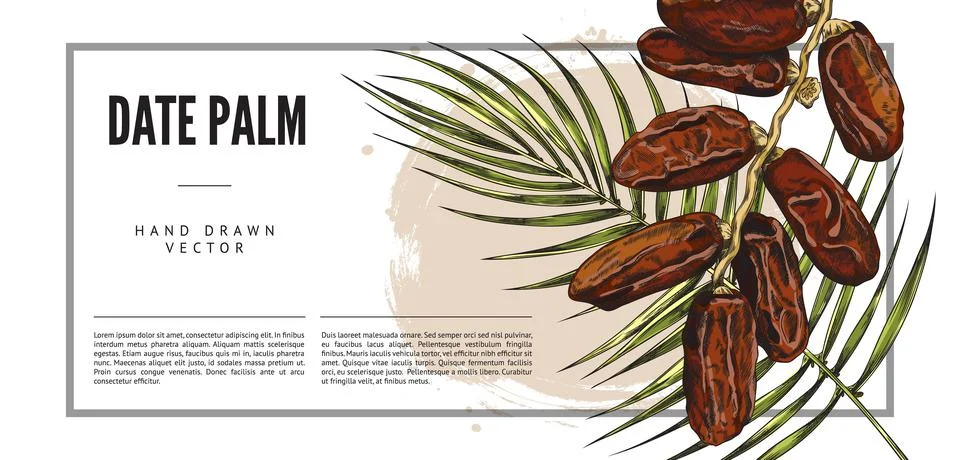 Date palm horizontal banner with branches and fruits sketch vector illustration. Stock Illustration