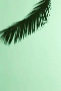 Date palm leaf shadow under hard light on pastel green background, copy space Stock Photos