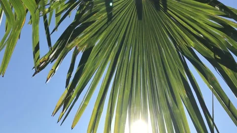 Date palm leaves amidst flashes of summer sunlight, on blue sky Stock Footage 138929941