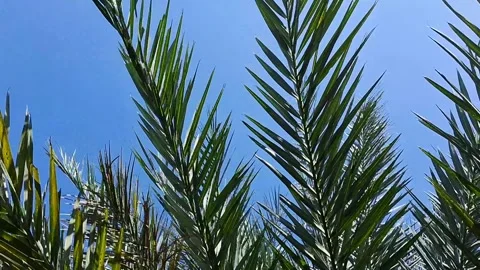 Date Palm Leaves Stock Footage 292882826