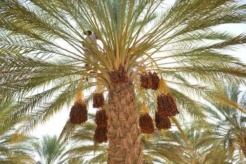 Date Palm Loaded With Ripe Dates Stockfoto's