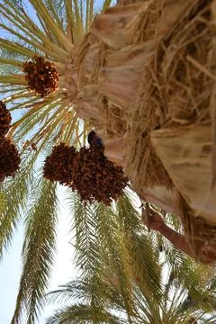 Date Palm Loaded With Ripe Dates Stock Photos