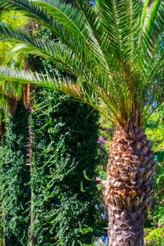 Date palm on the mall. Stock Photos