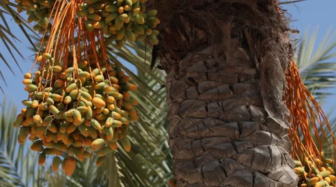 Date palm in Marsa Matruh, Egypt Video stock 38819431