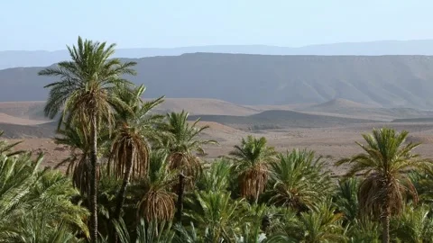 Date Palm Oasis Canopy Desert Dunes Mesa Plateaus Atmospheric Haze Morocco Stock Footage 334816747