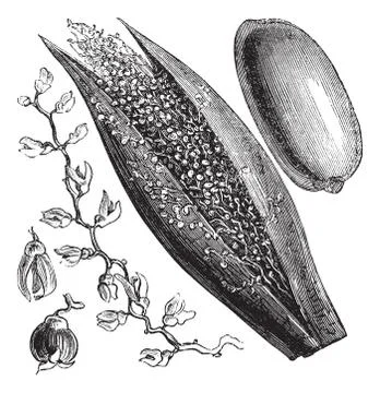 Date Palm or Phoenix dactylifera, vintage engraving Stock Illustration